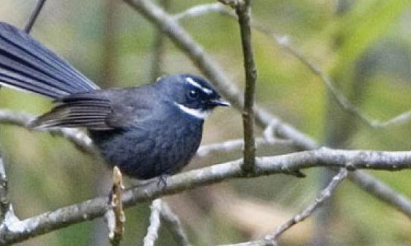 Bird Watching Around Kathmandu